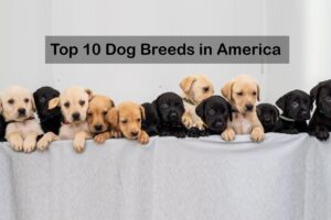 Top 10 Dog Breeds in America